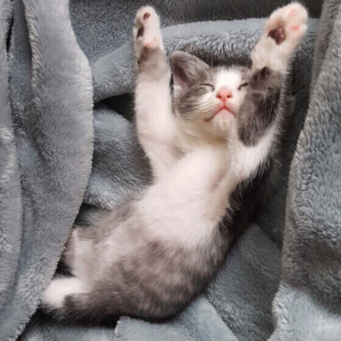 実にバリエーション豊か 猫の寝方の違い によってわかるキモチ5選 ねこのきもちweb Magazine 実にバリエーション豊か 猫の寝方の違い によってわかるキモチ5選 ねこのきもちweb Magazine