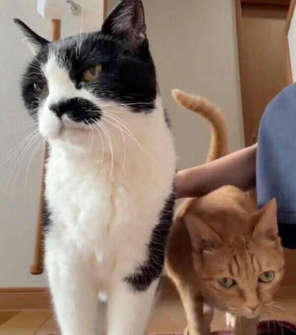 ドツちゃんのトントンに割り込むポン子ちゃん