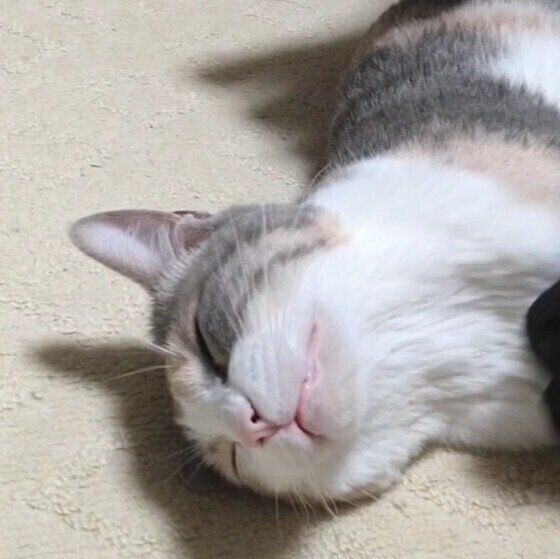 ブラッシング中のももちゃん