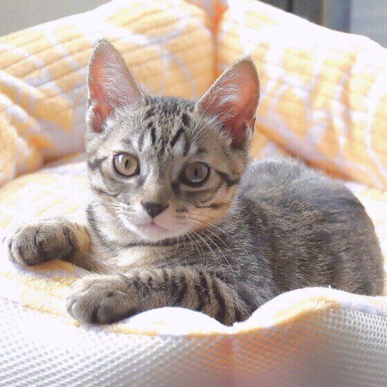 キジトラの北斗くん