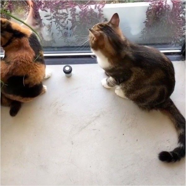 虫退治ニャンズ