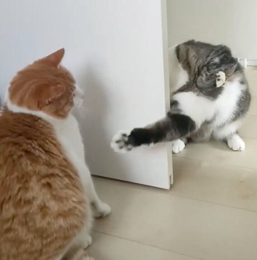 不審な動きをするまめたろくんと、困惑するチョロすけくん