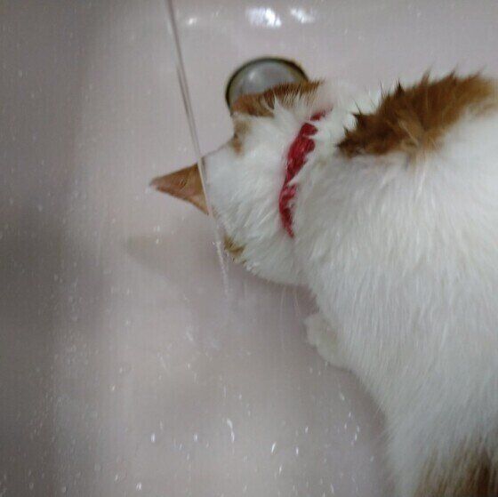 ミケの陽ちゃん