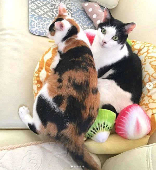 「にゃんこクレープオムレット」でくつろぐ猫