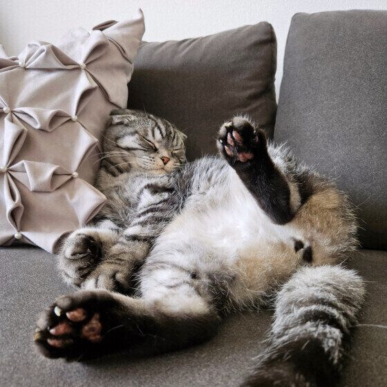 スコティッシュフォールドのチルちゃん