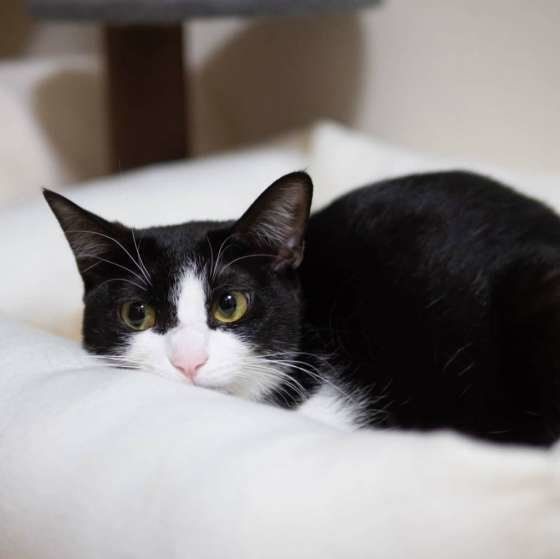 ねぎとろちゃん