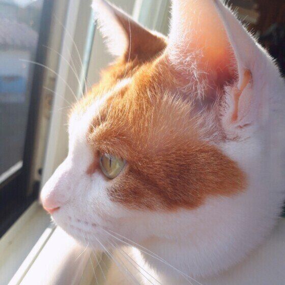 マフくん（MIX茶×白）