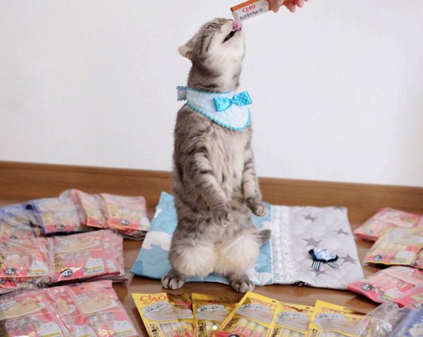 ちゅ〜るを必死に食べる猫