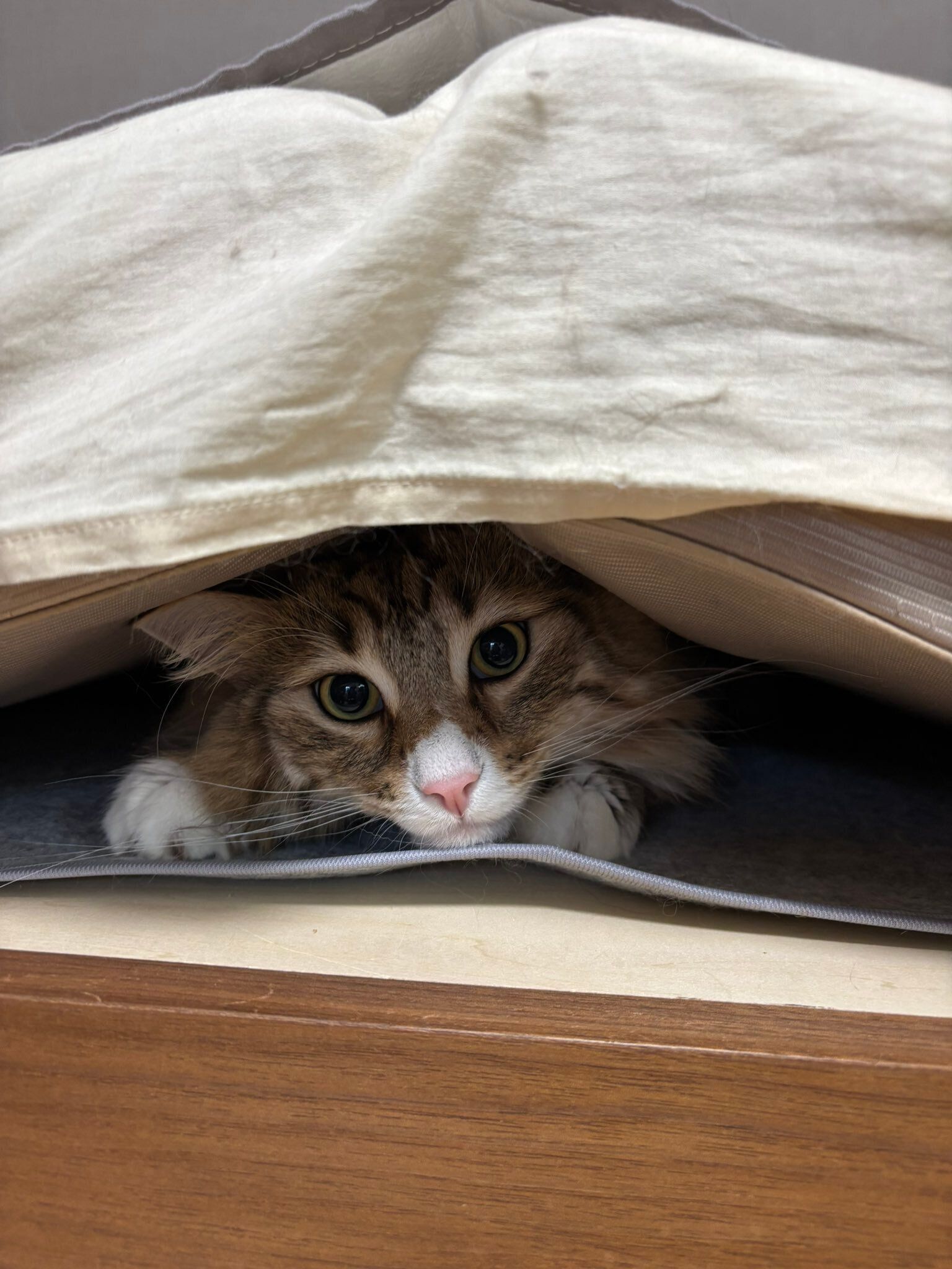 挟まっているノルウェージャンフォレストキャット