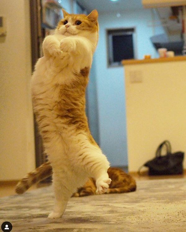 立ち上がるマンチカン