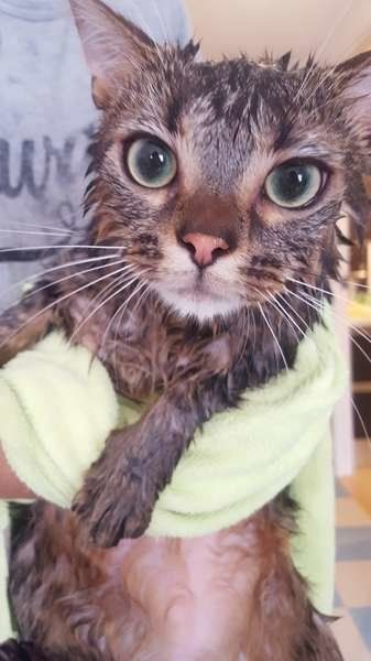 シャンプーしたアメリカンショートヘア