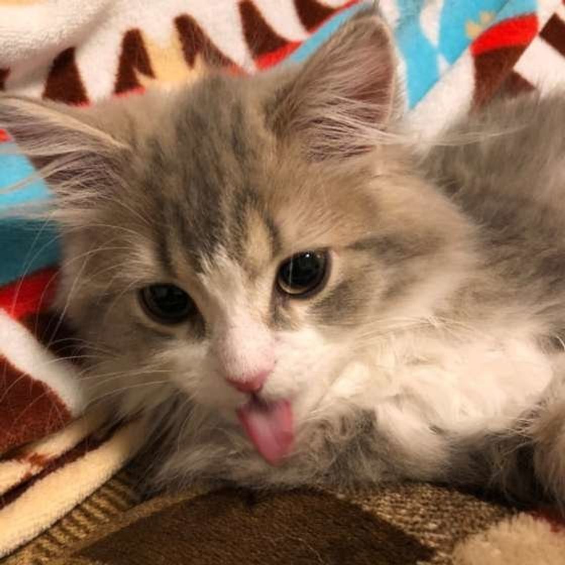 毛の色や長さで 猫種 が変わる 珍しい猫種を4つご紹介 ねこのきもちweb Magazine 毛の色や長さで 猫種 が変わる 珍しい猫種を4つご紹介 ねこのきもちweb Magazine