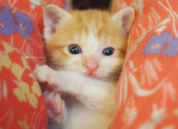 元保護猫だったレオンくん