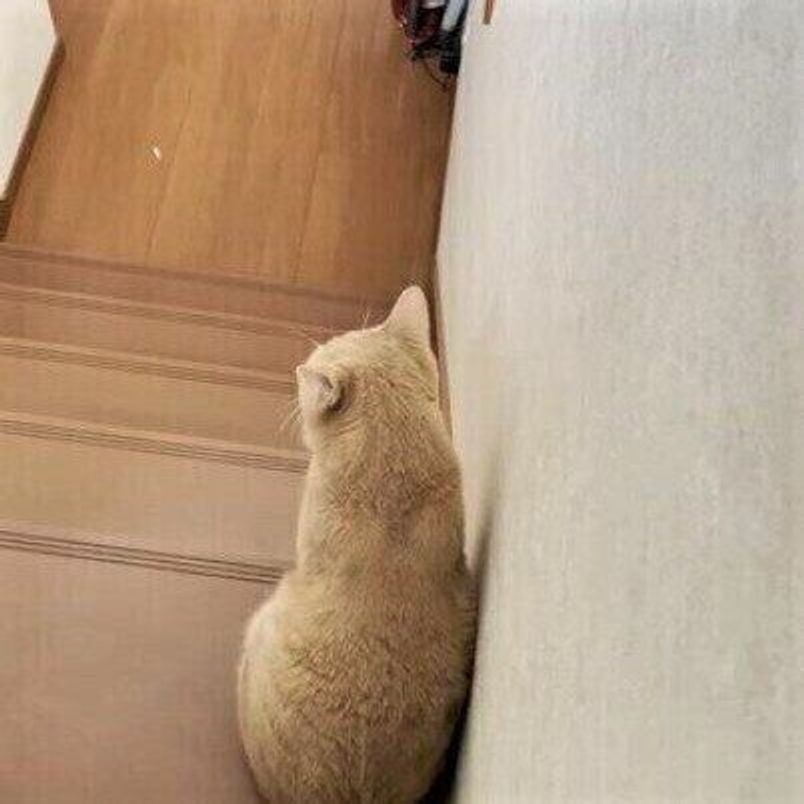 行ってらっしゃい 大好きな息子さんを控えめに送り出す猫 ねこのきもちweb Magazine 行ってらっしゃい 大好きな息子さんを控えめに送り出す猫 ねこのきもちweb Magazine