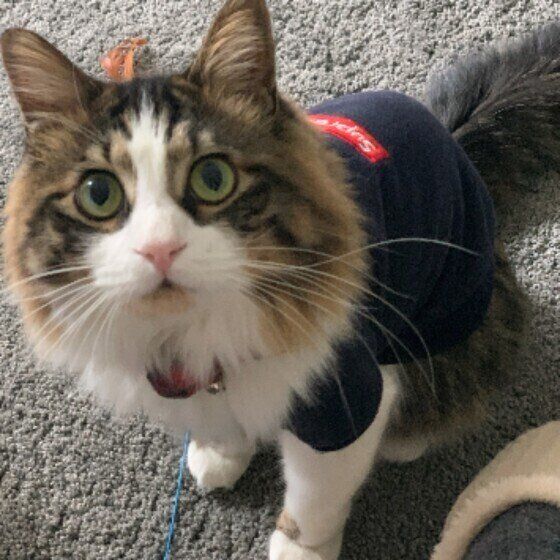 洋服を着る猫