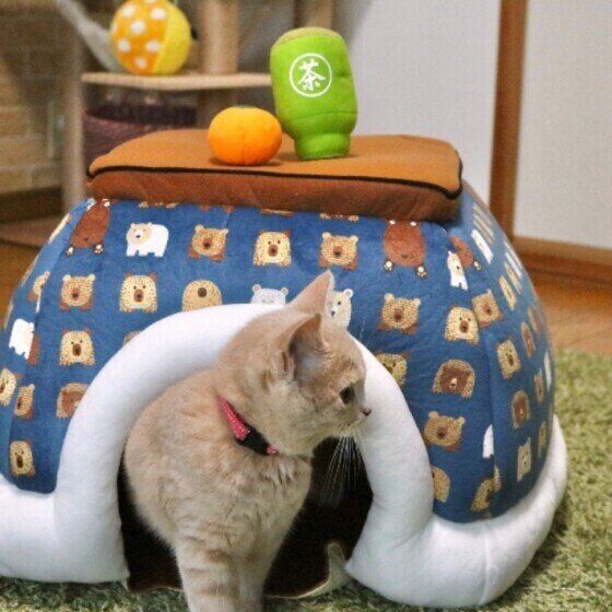 こたつに入るスコティッシュフォールド