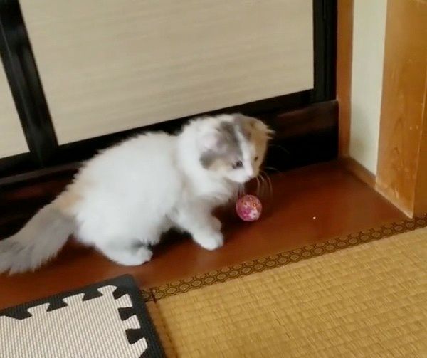 遊ぶスコティッシュフォールド