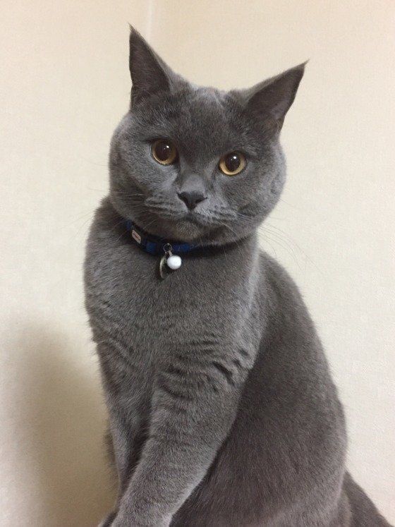 毛並みが美しいブリティッシュショートヘアのマロくん