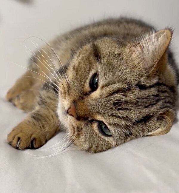 ベッドでゴロゴロするチョパえもんくん