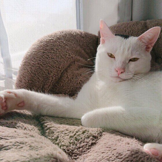 ひなたぼっこで気の抜けた顔をするゆきみくん