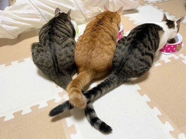 おこめちゃん、おはぎくん、おもちくん