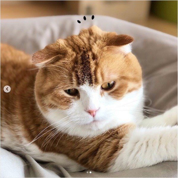 人をダメにするソファでダメになるスコティッシュフォールド