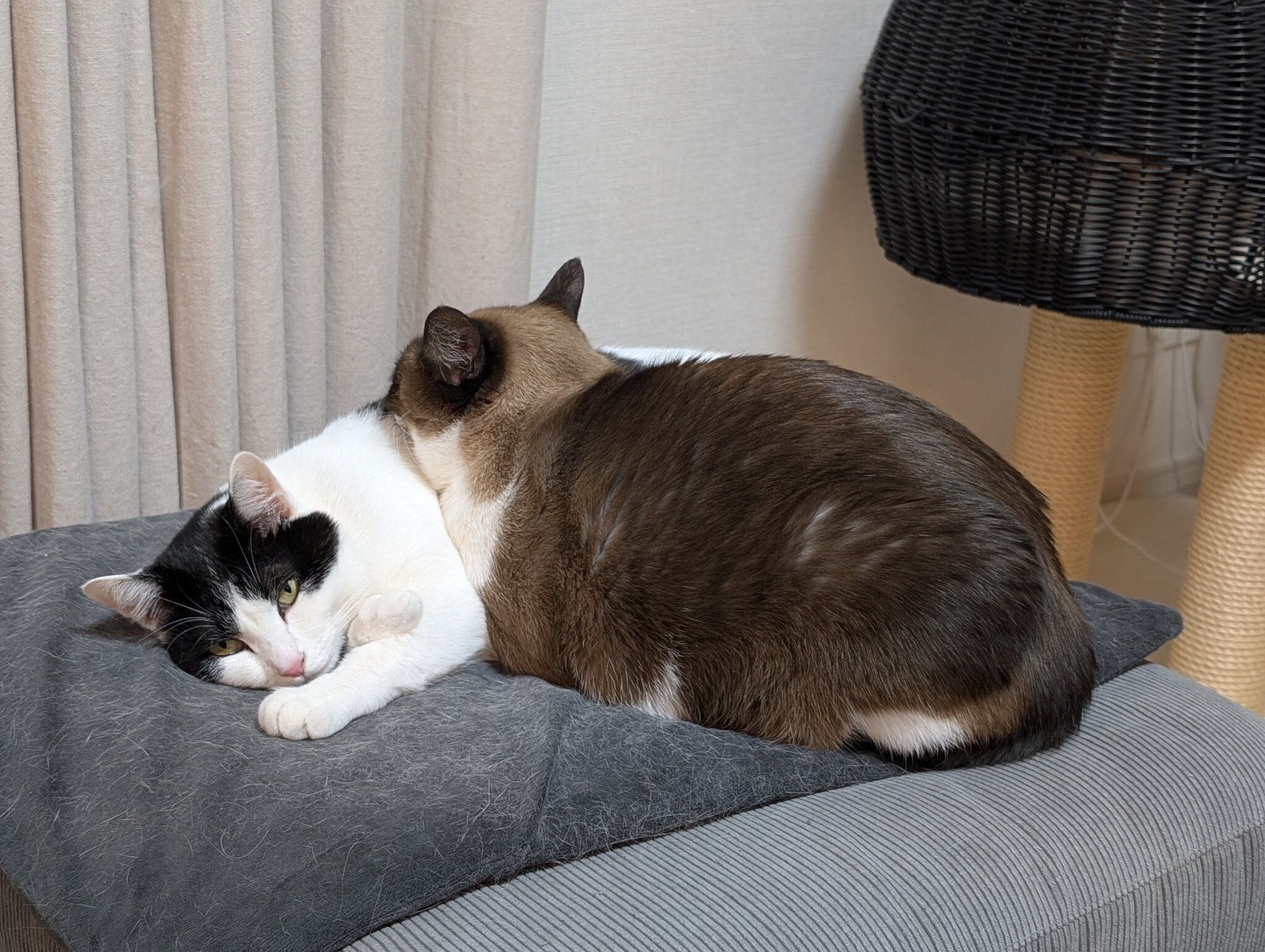 くつろいでいる2匹の猫