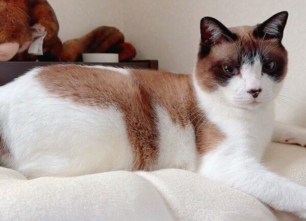 模様がくっきりのぽんちゃん