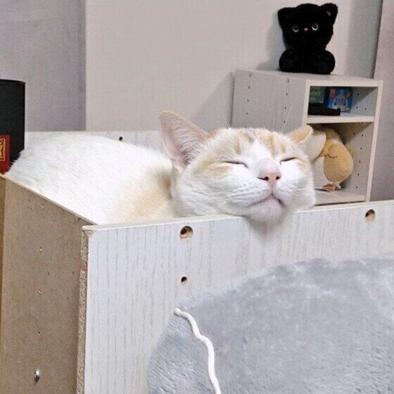 Mix（白）の鈴掛ちゃん♪