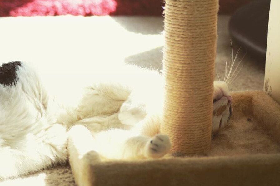 爪とぎの下で眠る猫