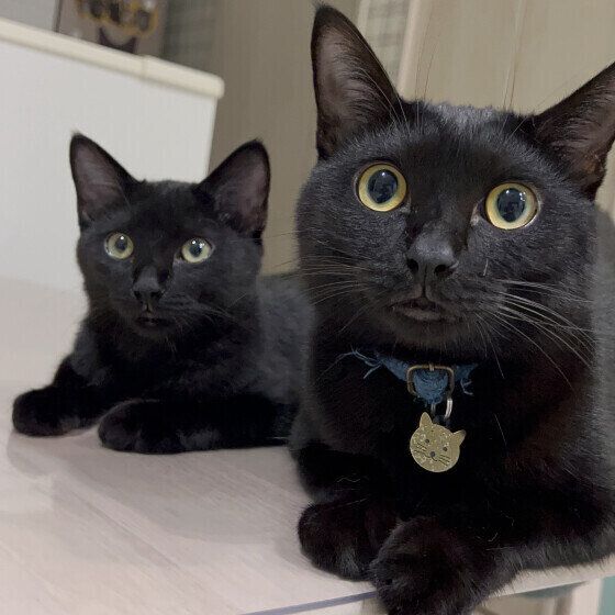 Mix（サバトラ）のトラウンソンくんたち♪