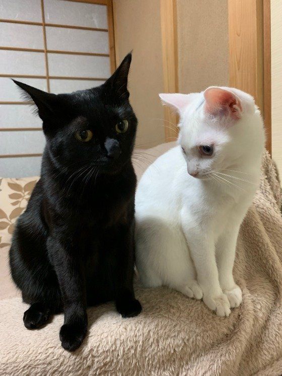 あんみつちゃん  MIX　黒