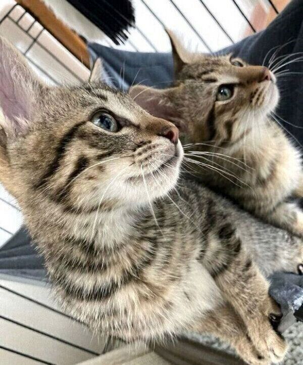 ユンユンくんとヤンヤンくん