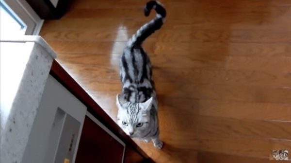 アメリカンショートヘアのあめちゃん