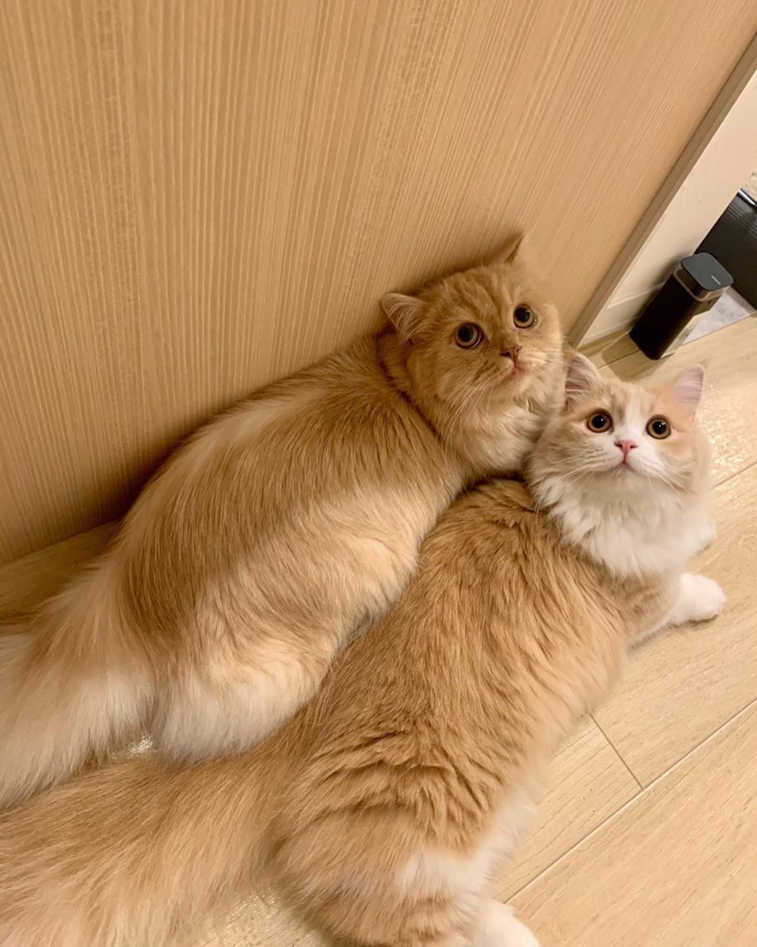 ミヌエットの麦ちゃん