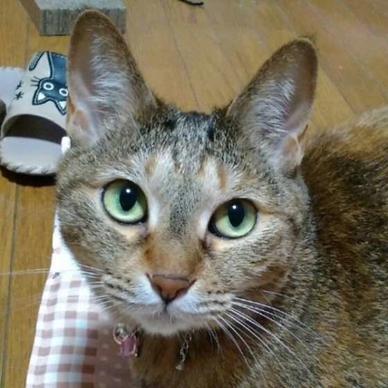 嬉しそうなれのちゃん