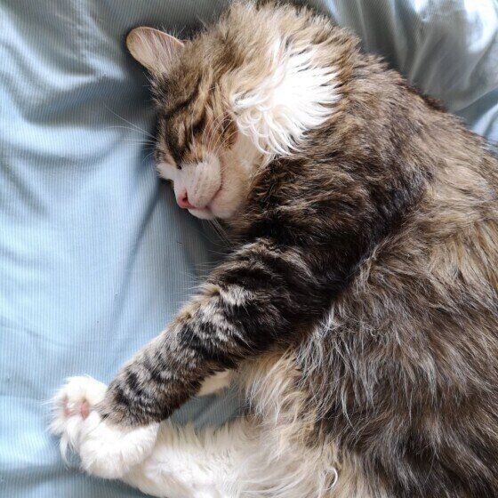 メインクーンの銀次郎ちゃん