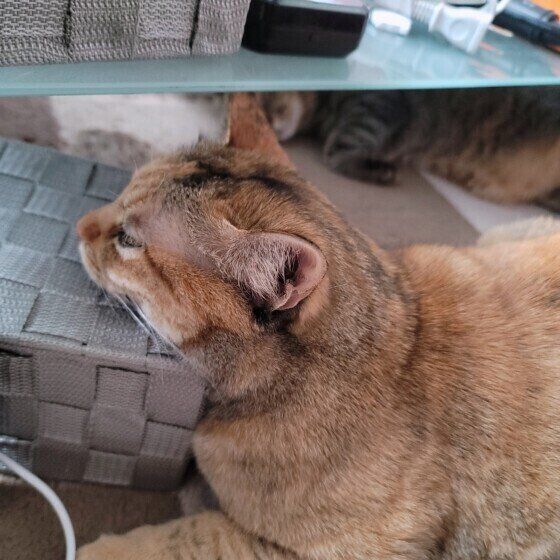 MIXミケのりくちゃん