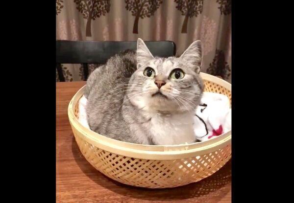 カゴの中でくつろぐサバ身ちゃん