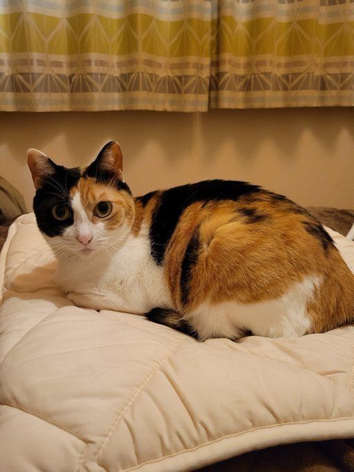 布団の上でくつろぐ猫