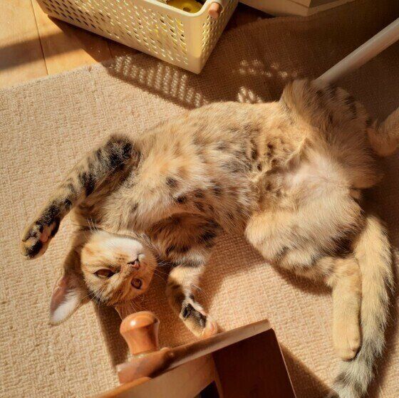 MIXキジトラのハナちゃん