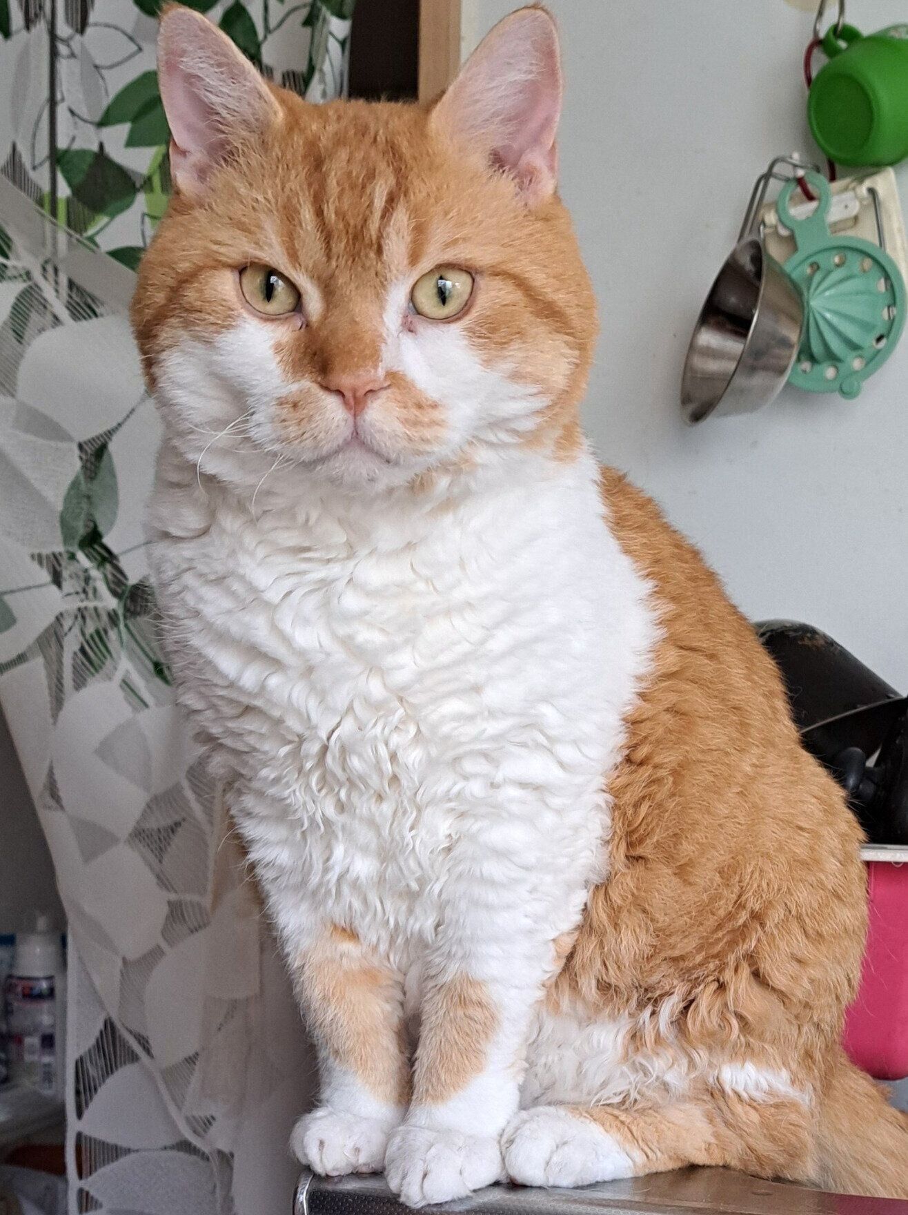 見つめるもやしくん