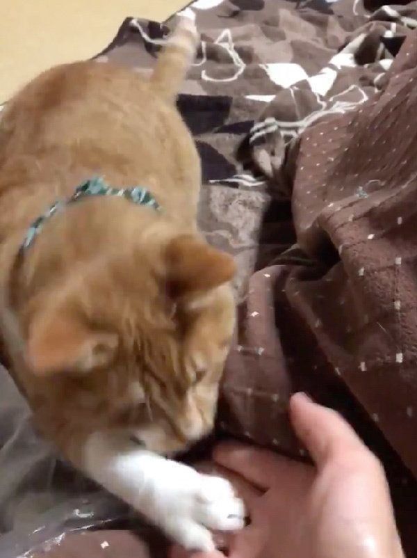 お手をするちくわちゃん