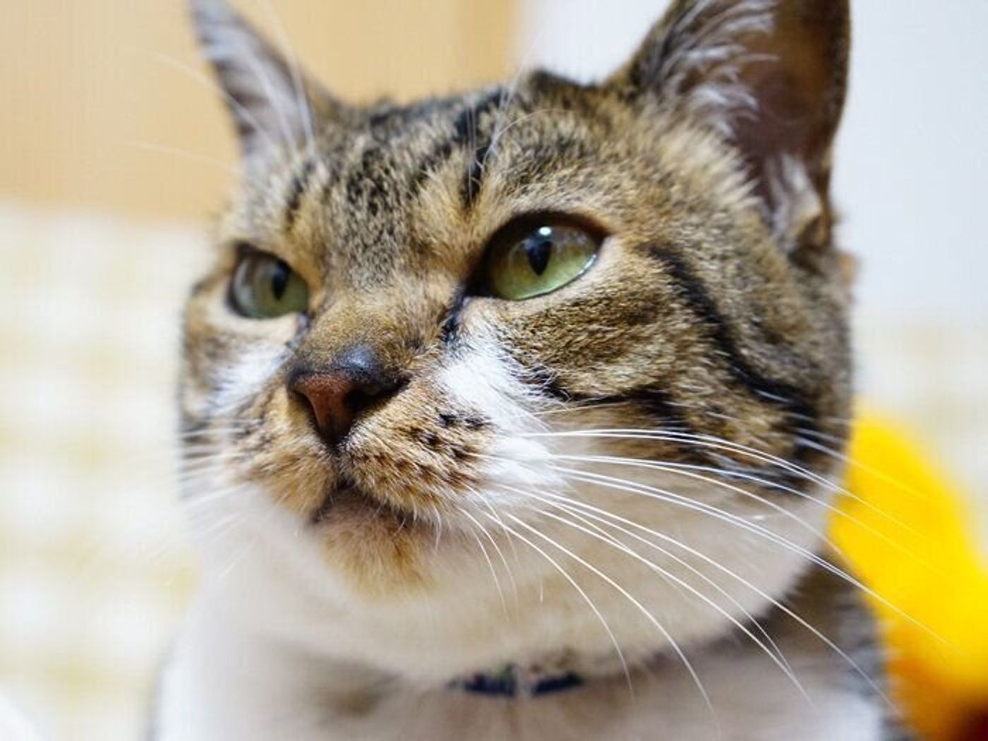 十猫十色で面白い 猫のヒゲ 本日もねこ晴れなり Vol 355 ねこのきもちweb Magazine 十猫十色で面白い 猫のヒゲ 本日もねこ晴れなり Vol 355 ねこのきもちweb Magazine