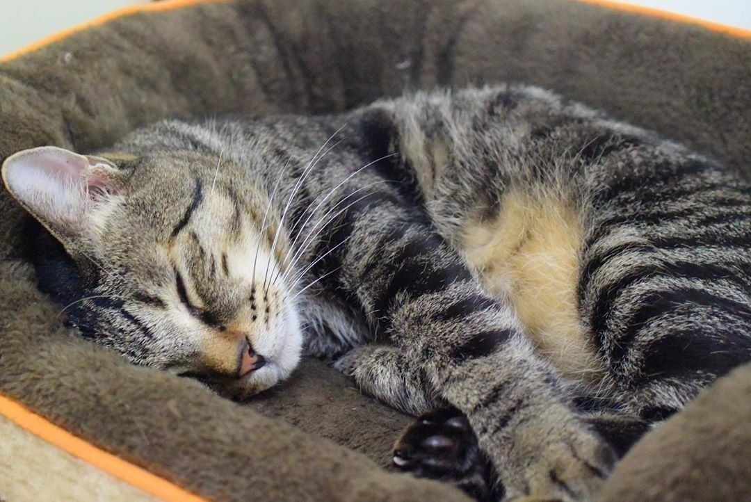 Nウォームのペットベッドでぐっすり眠る猫