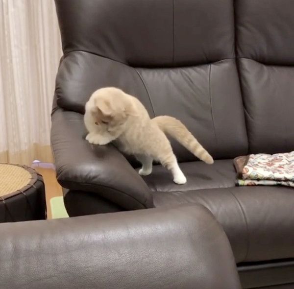 抜け毛と遊ぶ子猫