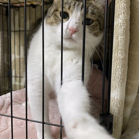 ケージから手を伸ばす五郎くん