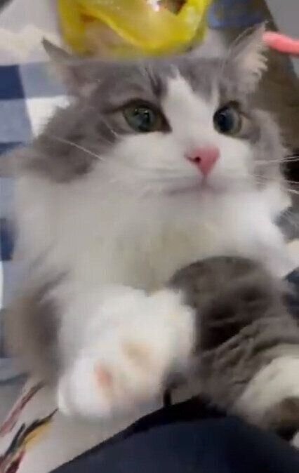 帰宅を歓迎する直哉くん（ノルウェージャンフォレストキャット、オス）