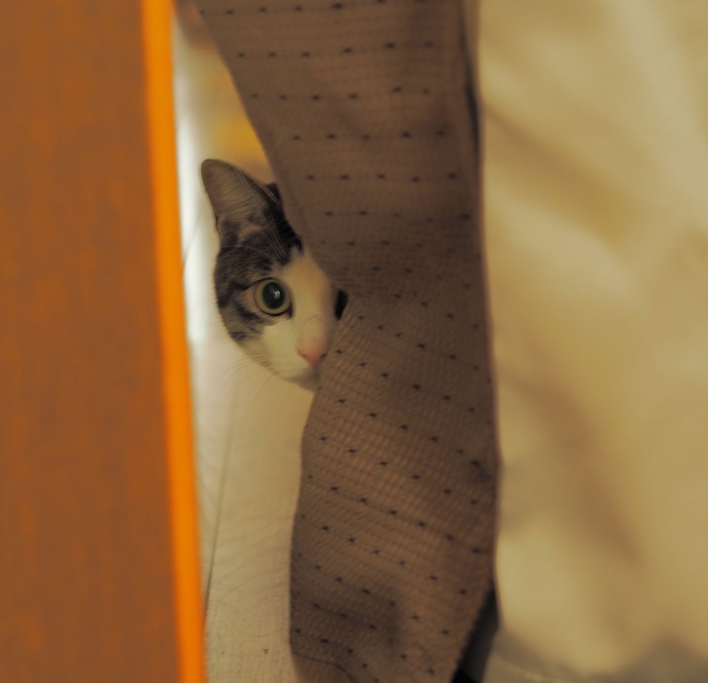 引っ越しや家族構成の変化は 猫にとっては大きなストレスに 事前に対策を考えよう ねこのきもちweb Magazine 引っ越しや家族構成の変化は 猫にとっては大きなストレスに 事前に対策を考えよう ねこのきもちweb Magazine