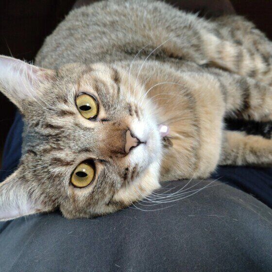 スリスリする猫